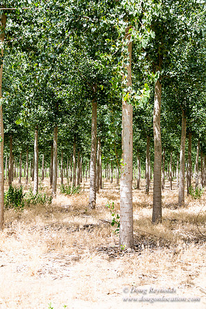 Tree Farm
