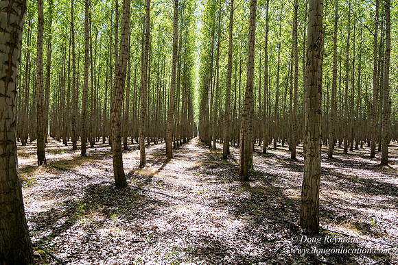 Tree Farm