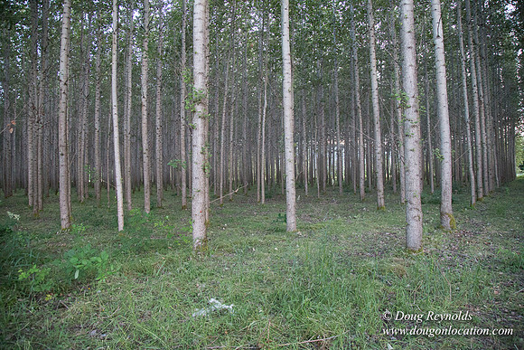 LCG & GWG Tree Farm