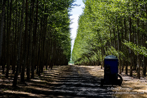Tree Farm