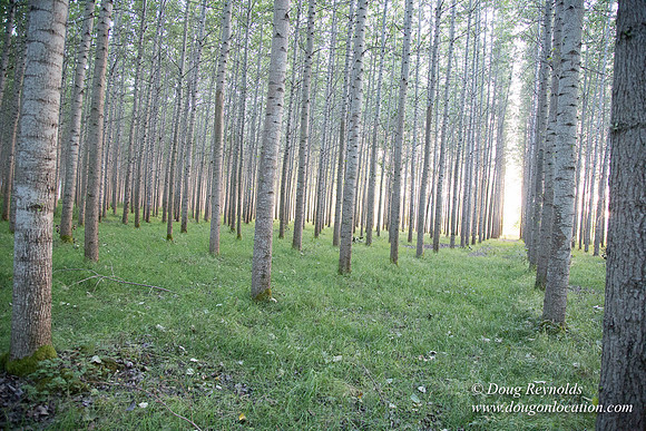 LCG & GWG Tree Farm