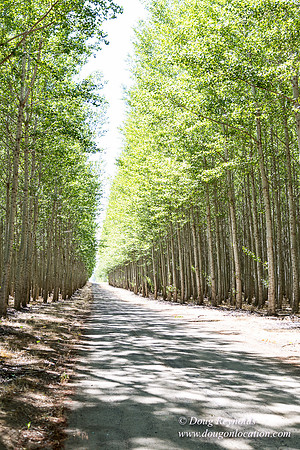 Tree Farm