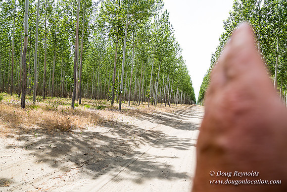 Tree Farm