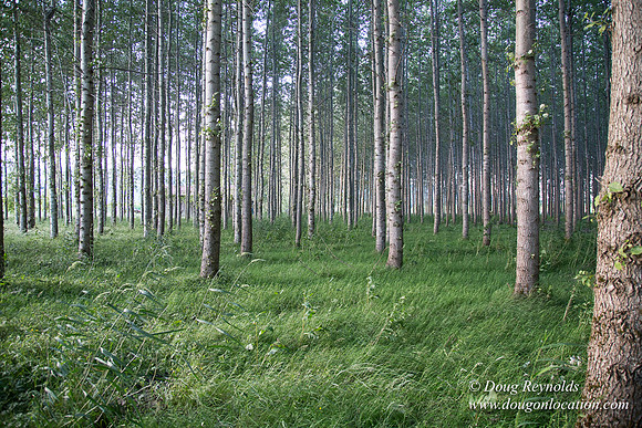 LCG & GWG Tree Farm