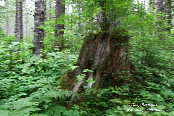Tree & Forested locations