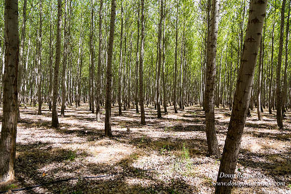 Tree Farm