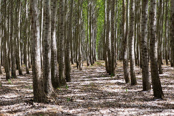 Tree Farm