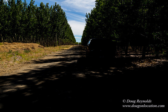 Tree Farm