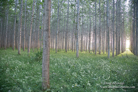 LCG & GWG Tree Farm