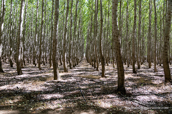 Tree Farm