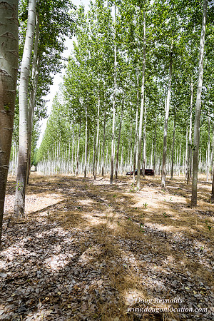 Tree Farm