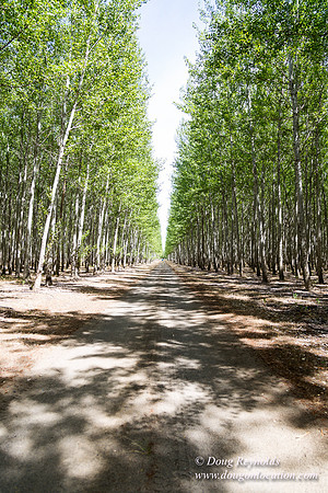 Tree Farm