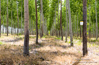 Tree Farm
