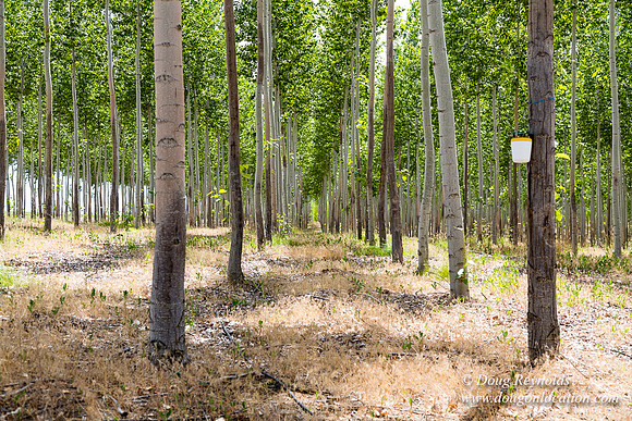 Tree Farm
