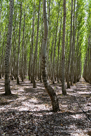 Tree Farm