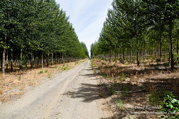 Tree Farm