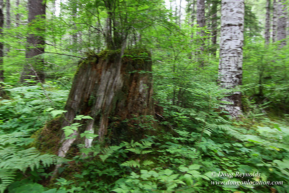 Tree & Forested locations