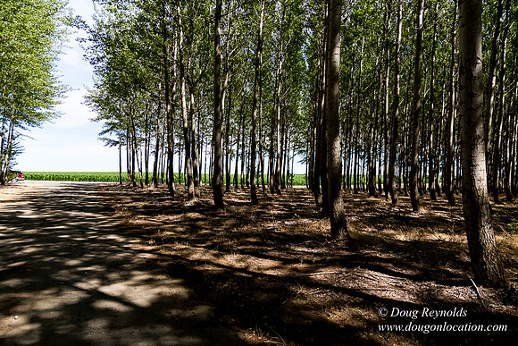 Tree Farm