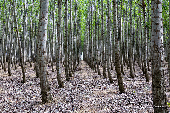 Tree Farm