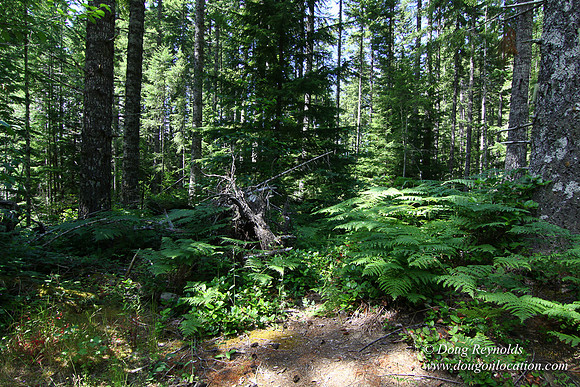 Tree & Forested locations