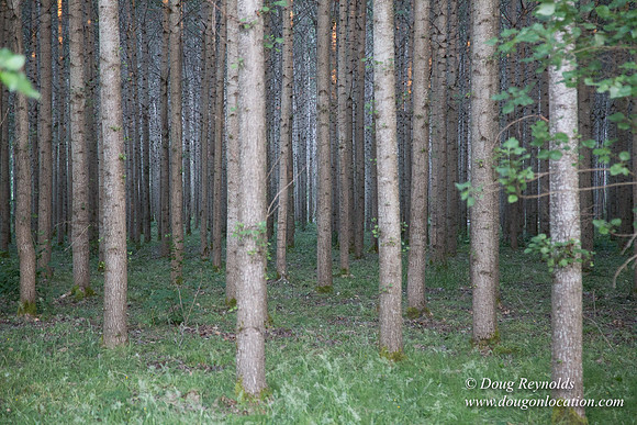 LCG & GWG Tree Farm