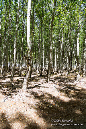 Tree Farm
