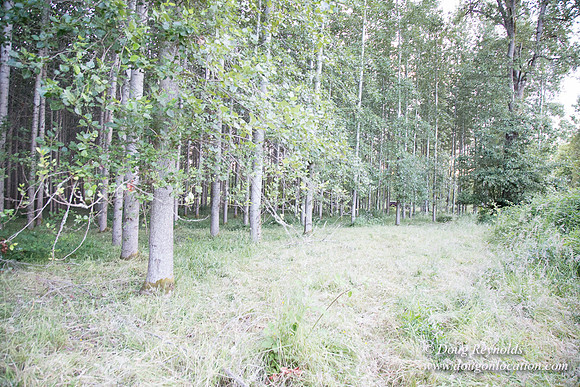 LCG & GWG Tree Farm