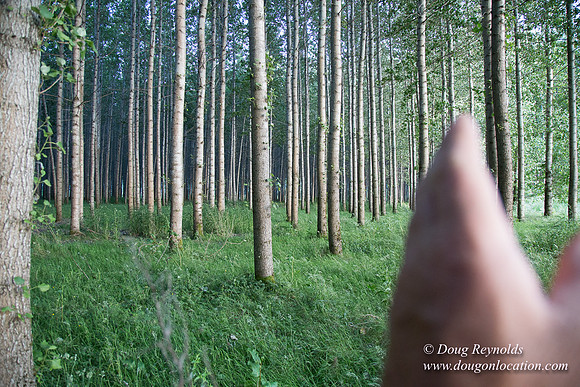 LCG & GWG Tree Farm