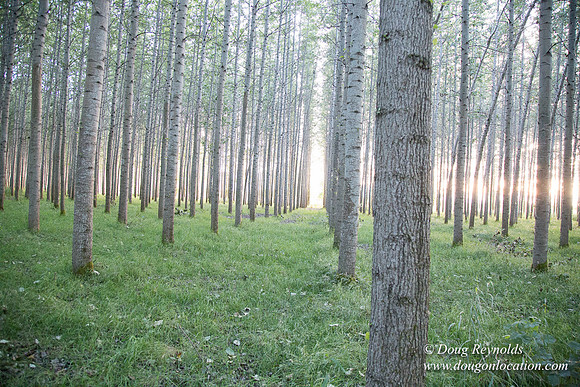 LCG & GWG Tree Farm