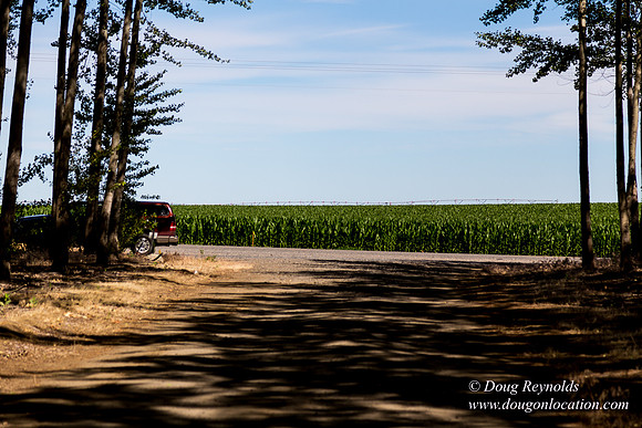 Tree Farm