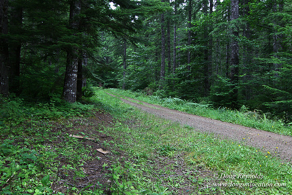 Tree & Forested locations