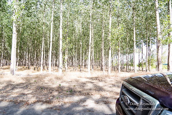 Tree Farm
