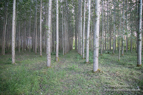 LCG & GWG Tree Farm