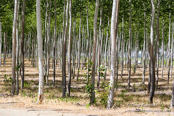 Tree Farm