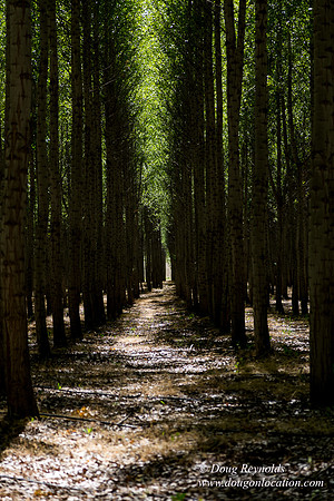 Tree Farm