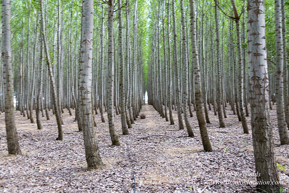 Tree Farm
