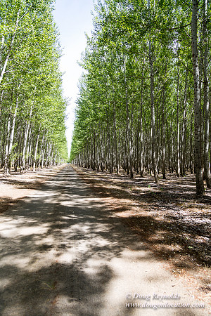 Tree Farm