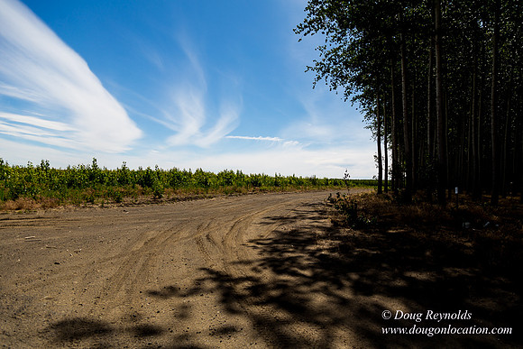 Tree Farm