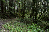 Saddle Mt Rd-0305