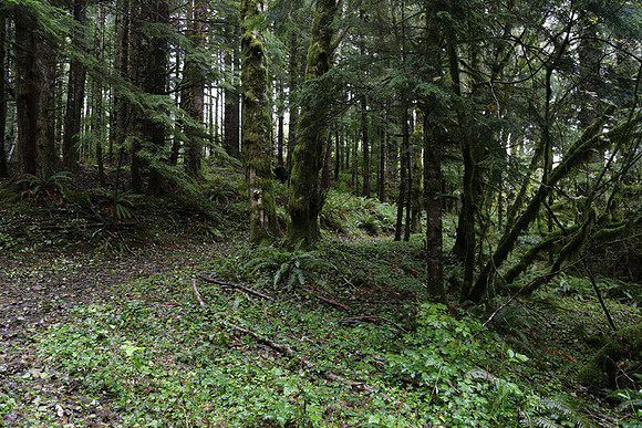 Saddle Mt Rd-0305