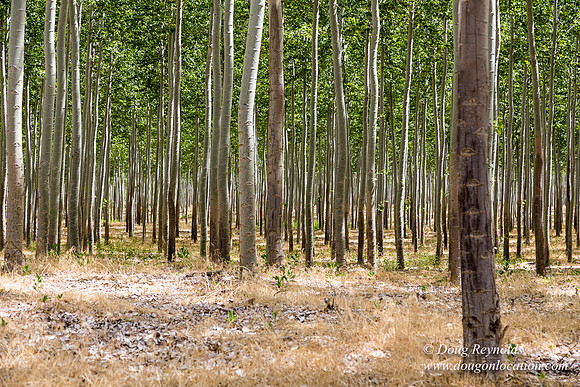 Tree Farm