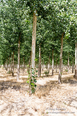 Tree Farm