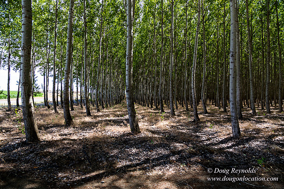 Tree Farm