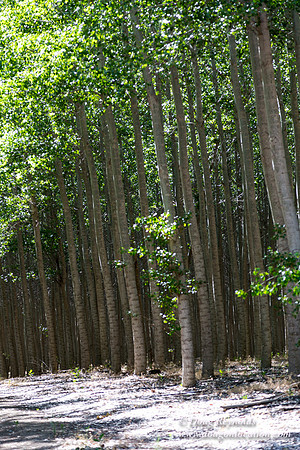 Tree Farm