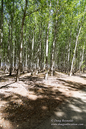 Tree Farm