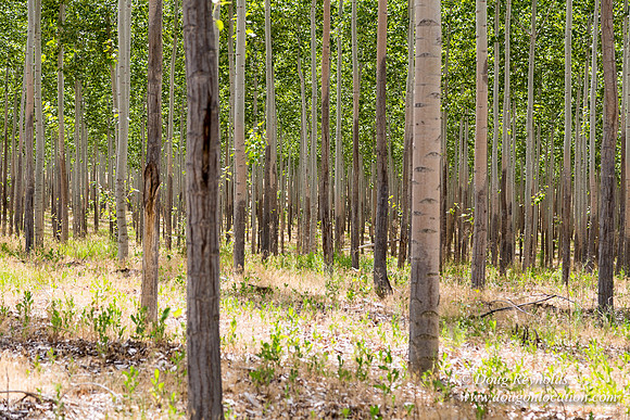 Tree Farm