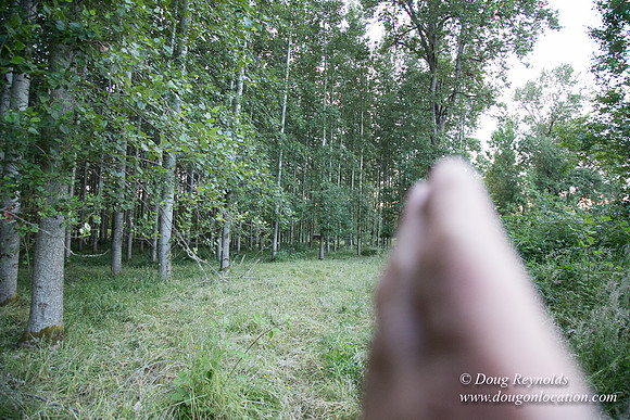 LCG & GWG Tree Farm