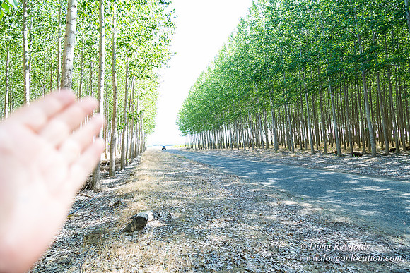 Tree Farm
