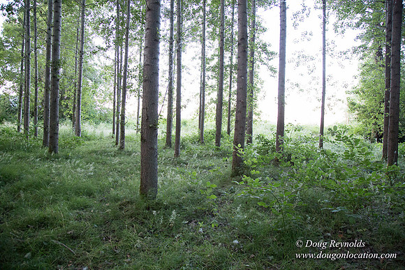 LCG & GWG Tree Farm