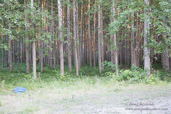 LCG & GWG Tree Farm